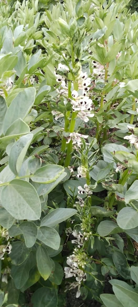 إيه العلاج لو تكرمتم بورك فيكم وجزاكم الله خيرا